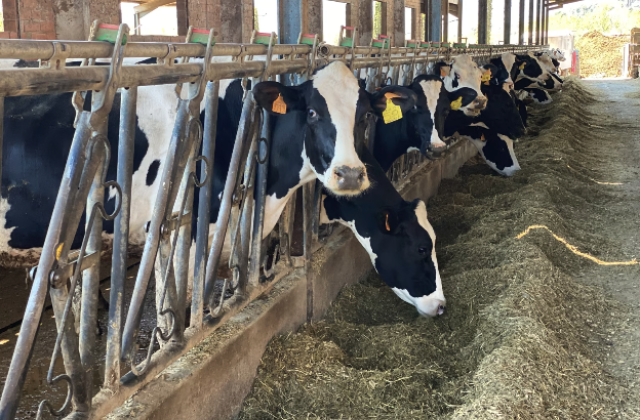 Granjas certificadas en bienestar animal: cuidar a los animales es cuidar el futuro de la leche